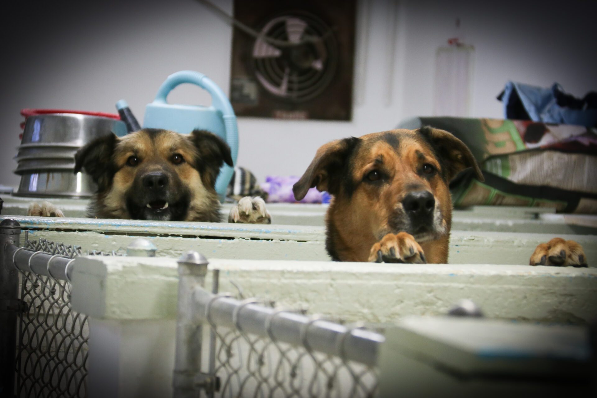 IMG_4194 pet-care-place